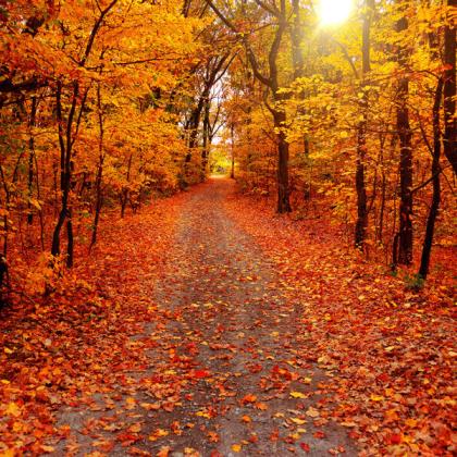 autumn
